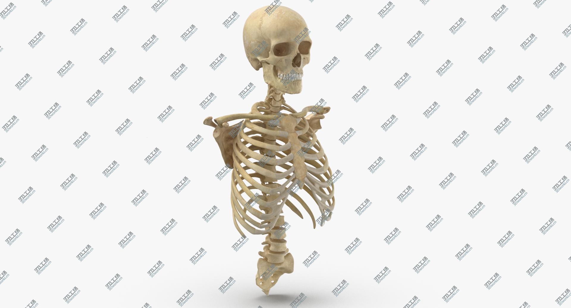 images/goods_img/202104021/3D Real Human Rib Cage Spine Male Skull Calvicle and Scapula Bones Anatomy With Intervertibral Disks 01(1)/2.jpg
